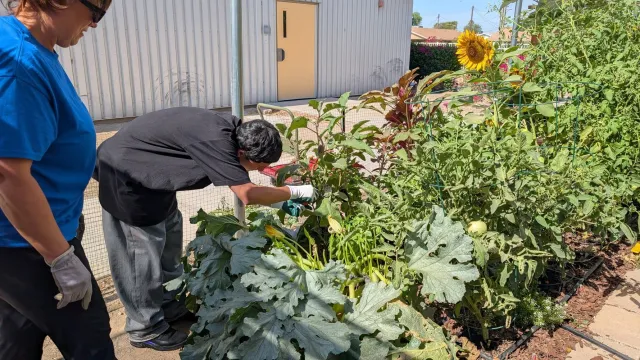 Two people harvesting eggplant from the garden.