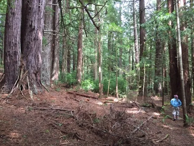 Person standing among tall trees in the forest.