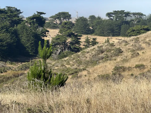 Woody vegetation coming into grassland