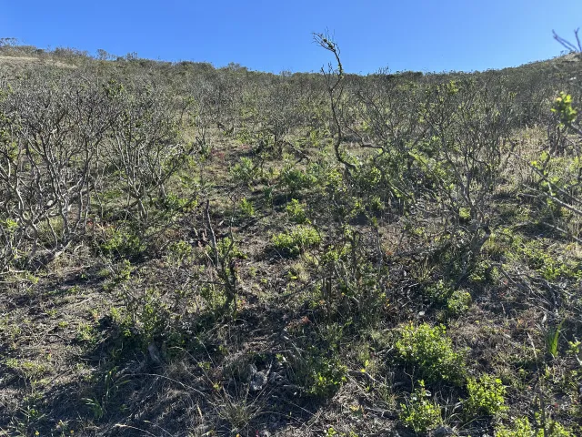Defoliated coyote brush plants
