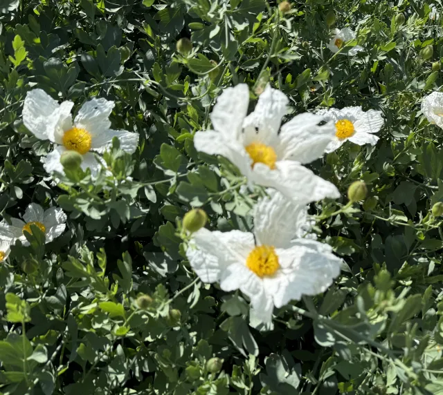 Fried-egg plant flowers