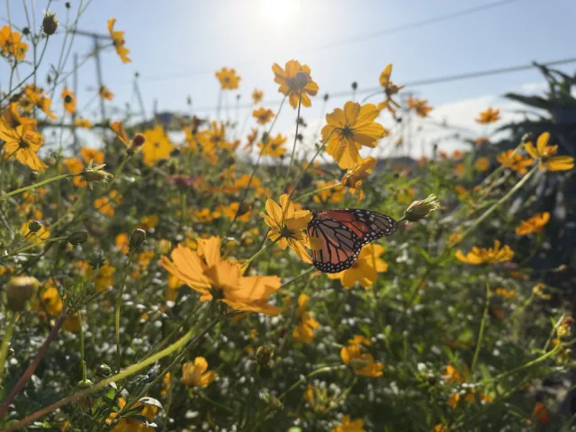 a Monarch butterfly within cosmos flowers
