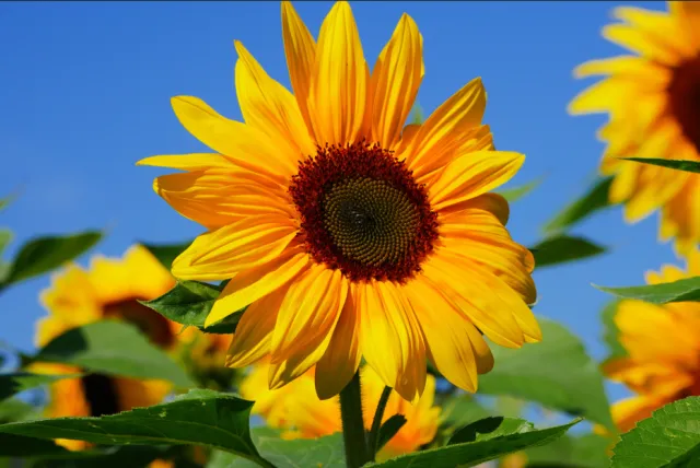 Bright yellow sunflower in full bloom
