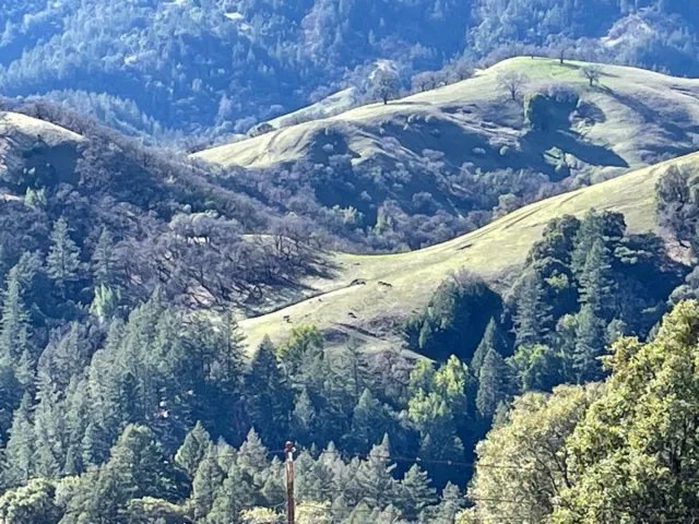 Hills with trees and green grass.