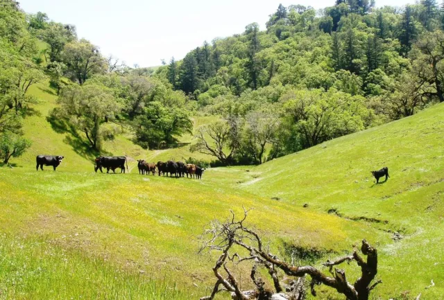 Cattle grazing on ranchland.