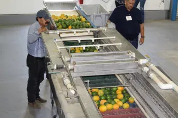 Two men observed yellow and green citrus going through the packing line