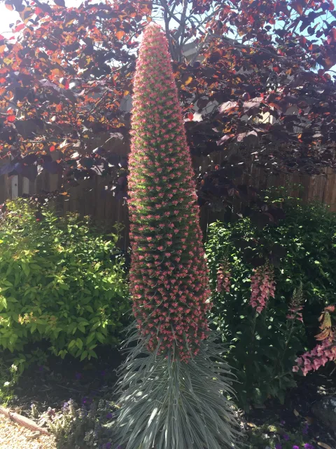 Echium tower of jewels with tiny pink flowers over its tall, conical spire.