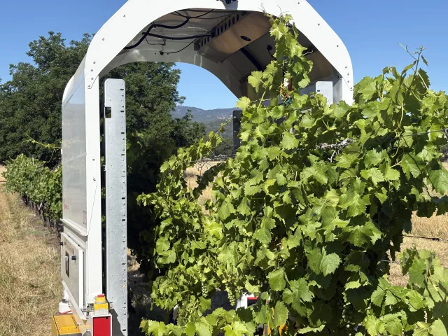 A tunnel-like machine passes over a row of leafy grapevines