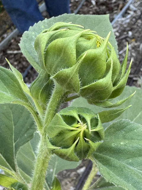 Beautiful green bud of a sunflower stretching toward the light.