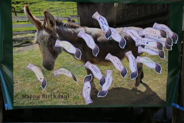 A poster of Sassy is covered with 19 paper tails with birthday wishes written on them