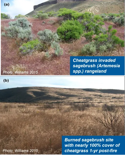 Images of cheatgrass-invaded sagebrush (Artemesia spp.) rangeland (top panel) and burned sagebrush site with nearly 100% cover of cheatgrass 1-yr post-fire (bottom panel).