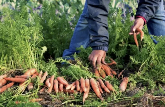 Manos cultivando zanahorias.