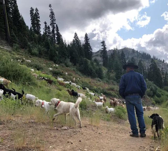 Man stands with herding dogs and sheep on a hillside.