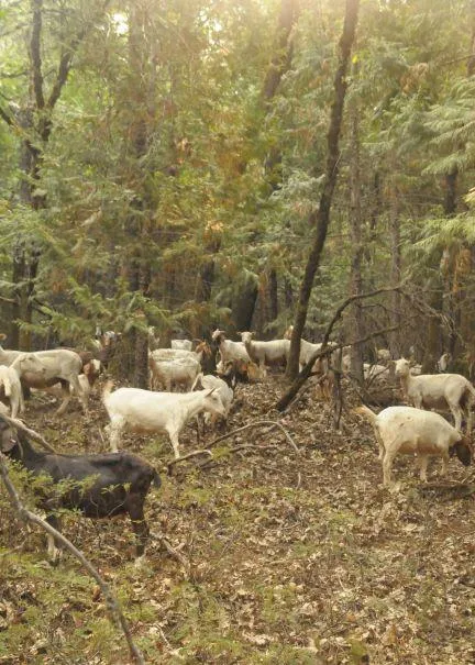 Sheep graze in a forest.