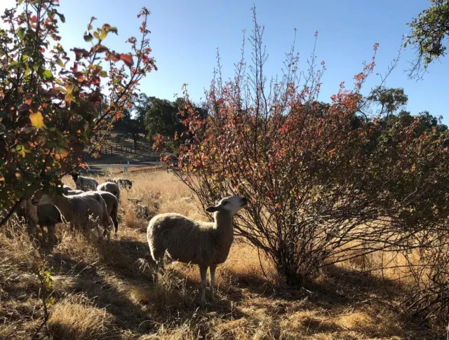 Sheep graze on shrubs.