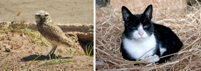 a collage of two photographs; on left is a burrowing owl in an agricultural setting and on right is a farm cat laying in straw
