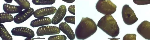 The image shows a close-up comparison of two frames of seeds, both containing numerous small, elongated seeds. The left has darker, ribbed seeds and the right has smoother, lighter colored seeds.