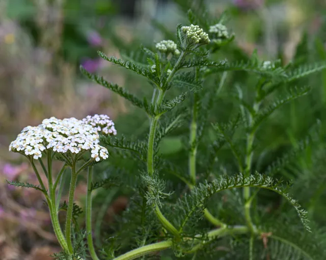 White yarrow bloom