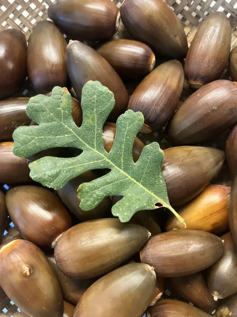 A lobed Valley Oak leaf lays atop many acorns