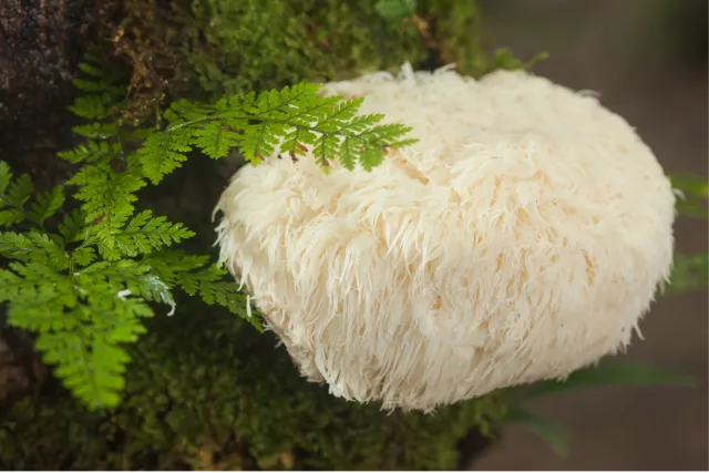 Large, white, globe-like lion's mane mushroom with long threads radiating from the center. Threads look like tentacles.