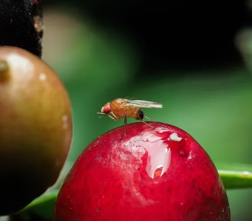Spotted wing drosophila on a cherry