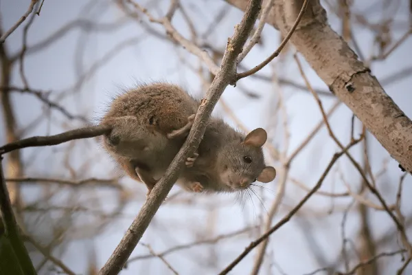 adult roof rat in tree