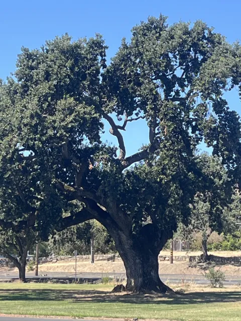 Majestic Valley Oak tree