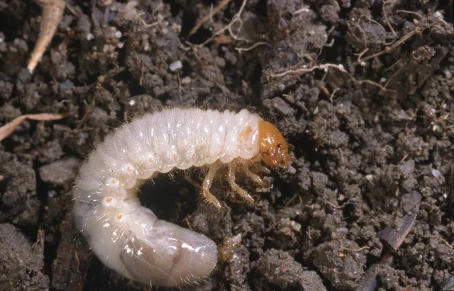 : C-shaped, white with orangish head masked chafer side view of grub larva on bare soil.