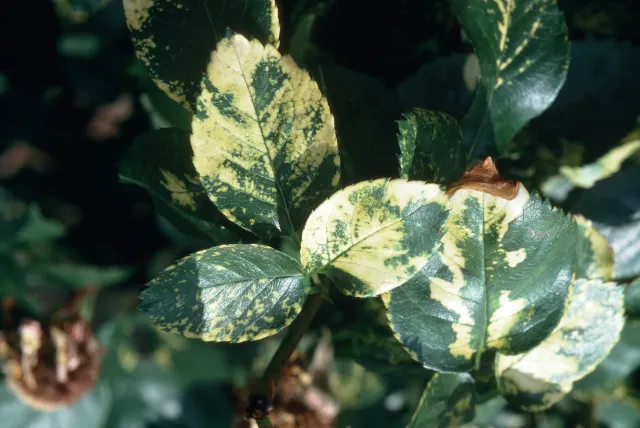Rose leaves with yellow and brownish lines