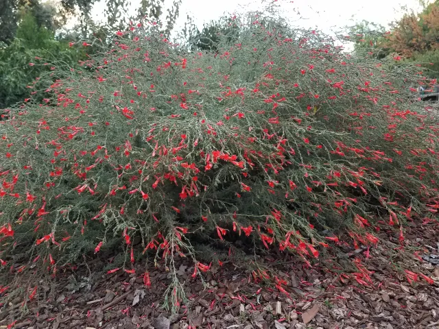 California fuchsia is a reliable (and beautiful) spreading plant. J. Alosi