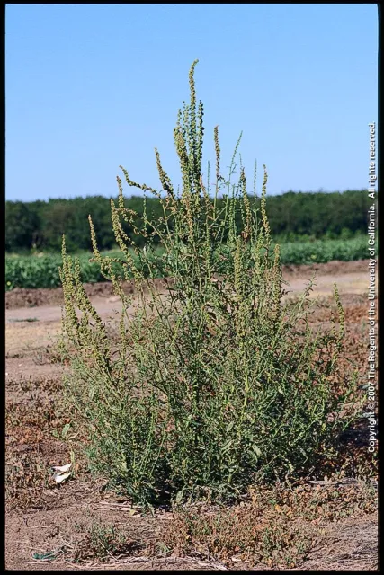 Palmer amaranth is a CA native, but is also a noxious weed in our area. Josept DiTomaso, UC ANR