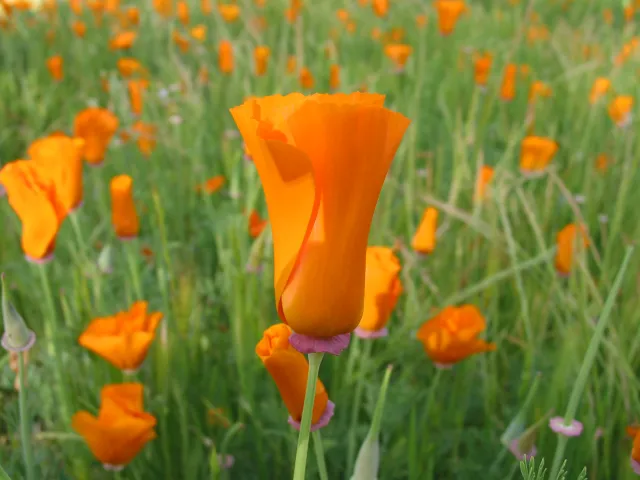 The orange poppy (Eschscholzia californica) can spread like a weed, but that can be a good thing, J. Alosi