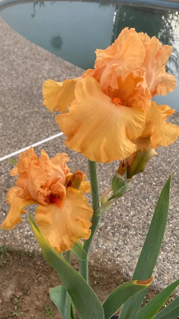 Yellow-orange iris
