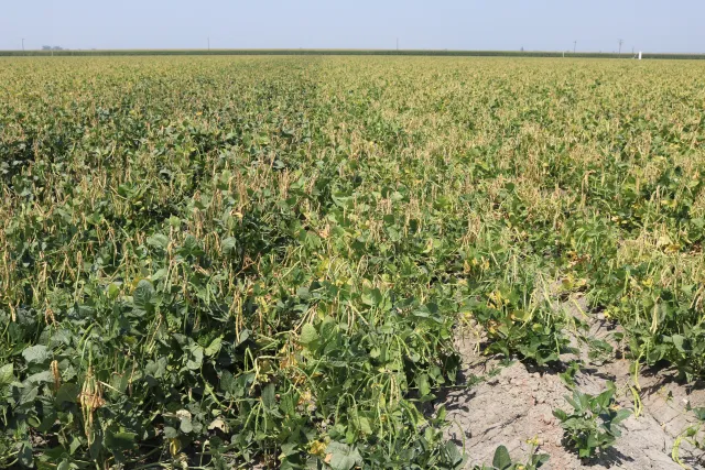Blackeye bean crop field