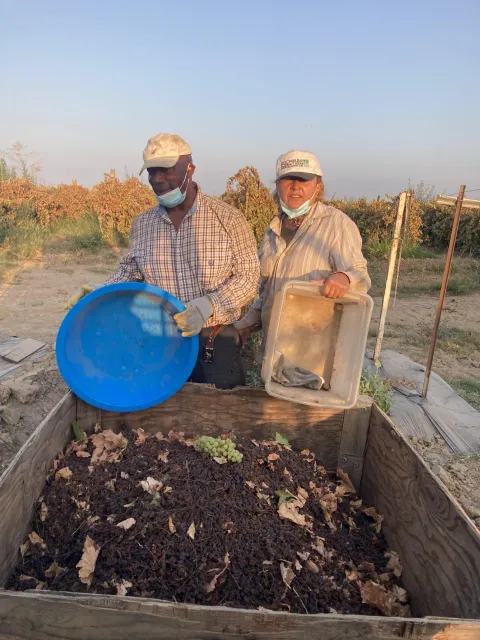 Two farmers stand by a harvest of raisins.