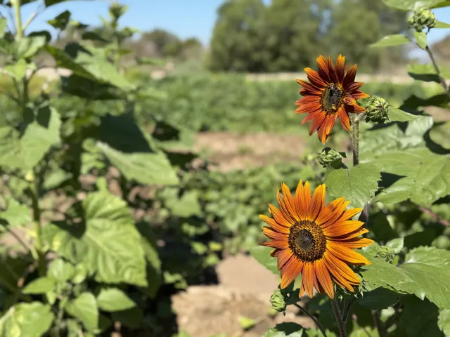 two orange sunflowers blooming in a field