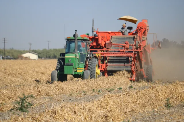 Bean harvester threshing windrows of dried blackeye beans