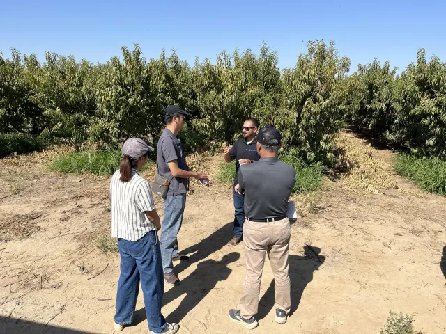 Three people look at Raymond as he speaks in peach orchard
