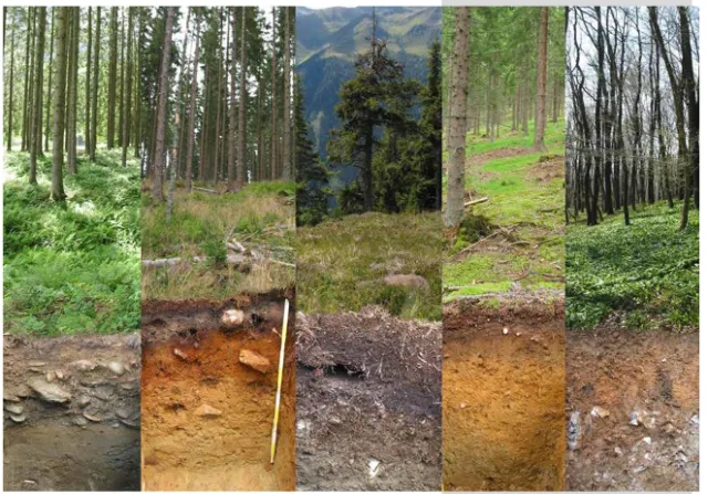 Collage of different forest soils.