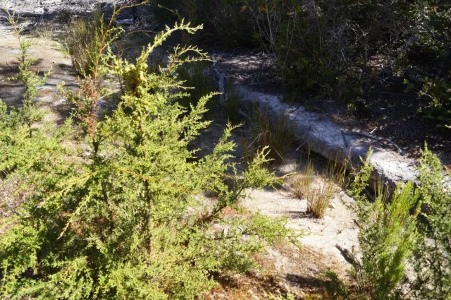 Pygmy forest cypress tree.