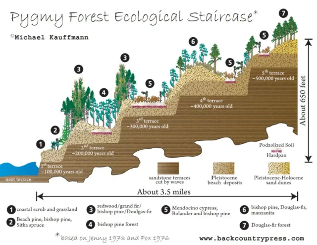 Graph showing pygmy forest ecological staircase.