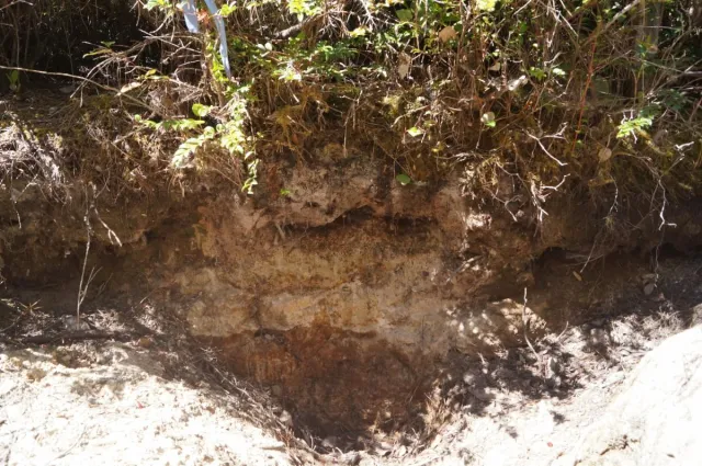 Pygmy forest soil pit.