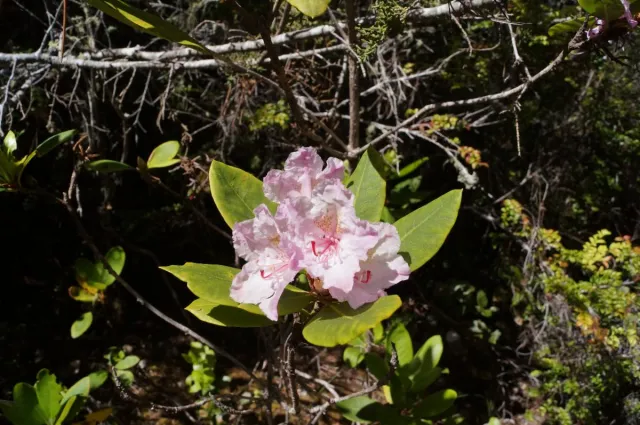 Pacific rhododendron flower.