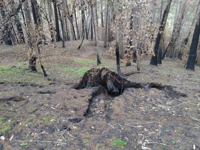 Wildfire caused tree mortality.