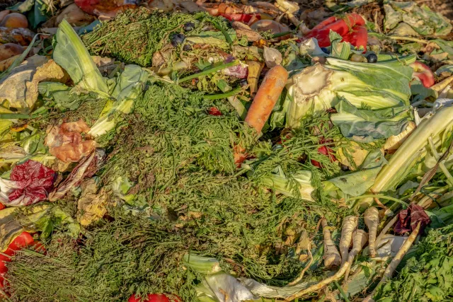Vegetables in a compost pile