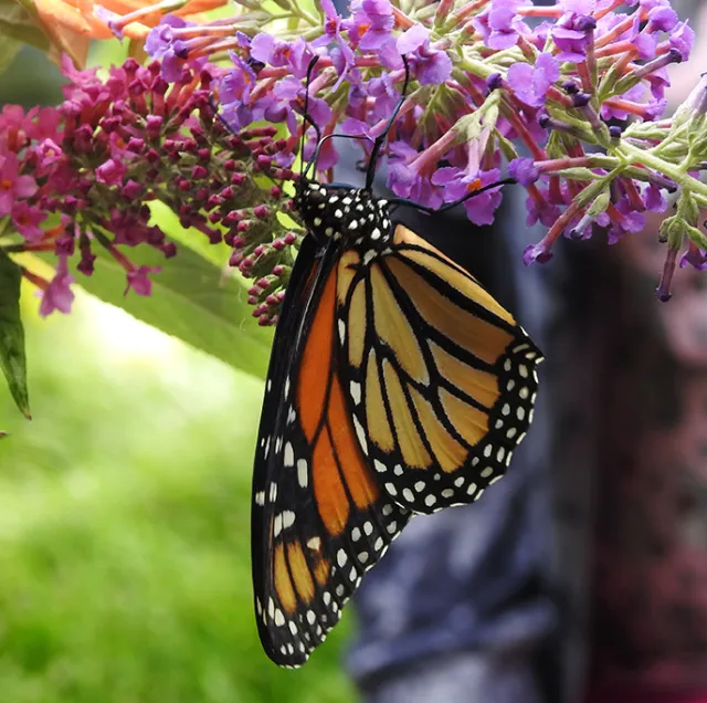 Butterfly Garvey nectaring on a butterfly bush in Phoenix, Ore. (Photo by David James)