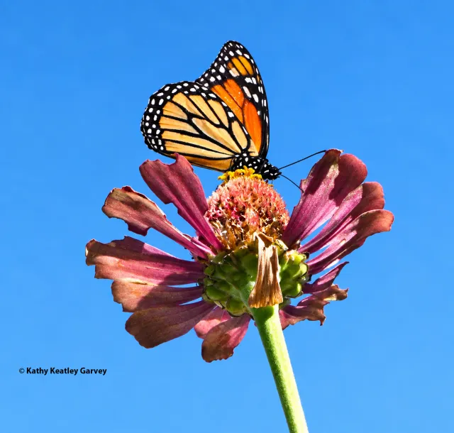 Monarch on zinnia