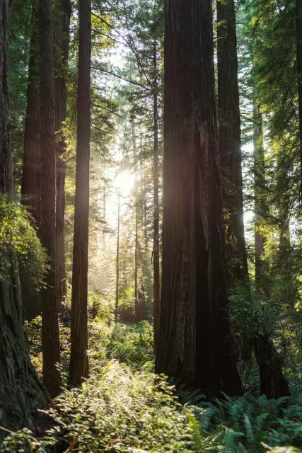 Redwood grove off the Lady Bird Johnson Grove Trail