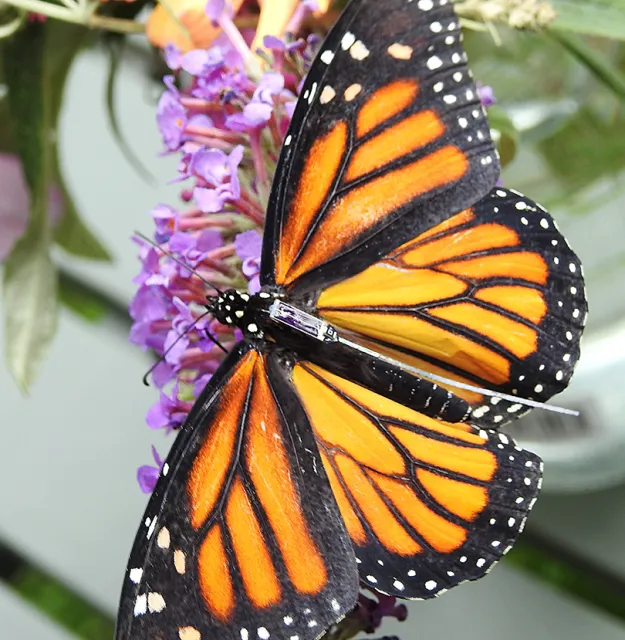 The radio-tagged "Garvey Butterfly" in Phoenix, Ore. (Photo by David James)