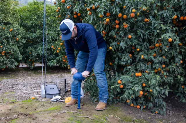 A field technician installs a soil sensor in a citrus orchard during a UC ANR Innovate field demonstration